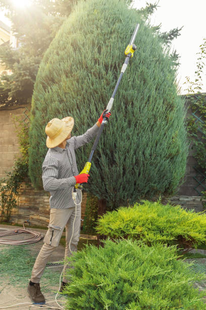 The Steps Involved in Our Tree Care Process in Rockwood, VA